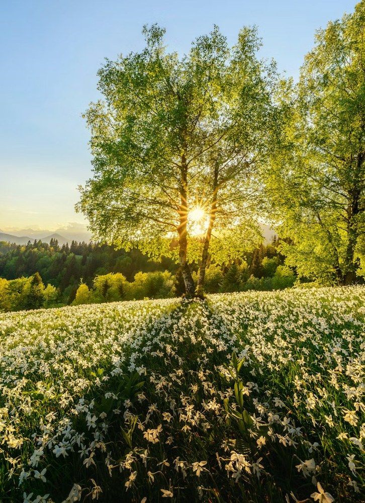 Blooming tree with sunlight